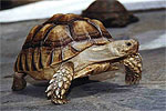 Blondie - An African Tortoise