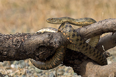 Dice snake - Natrix tessellata