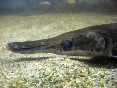 Garfield the alligator gar