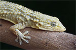 Moorish Gecko