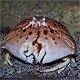 Calappa granulata