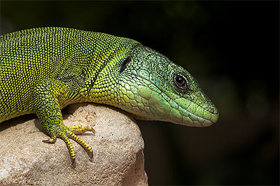 Balkan green lizard - Lacerta trilineata