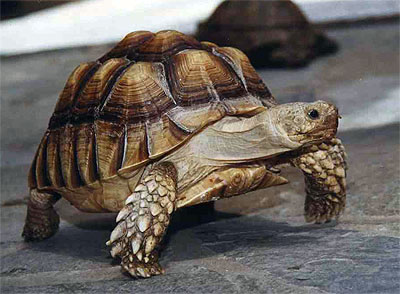 Blondie the giant tortoise