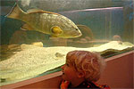 Boy enthralled with grouper