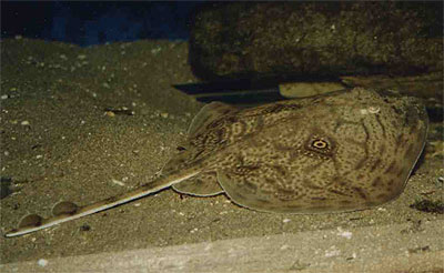 Spiegelrog - Raja miraletus