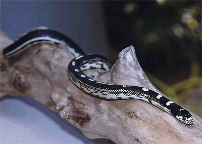 Californische koningsslang - Lampropeltis getulus californiae