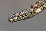 The Cat Snake