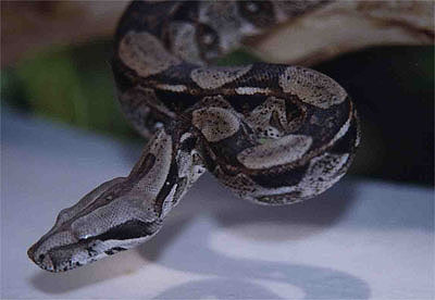 Boa Constrictor - Boa constrictor