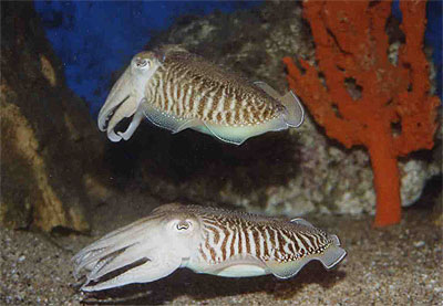 Common cuttlefish - Sepia officinalis