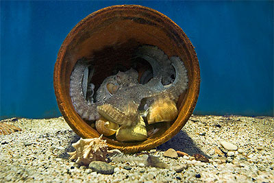 Common Octopus - Octopus vulgaris