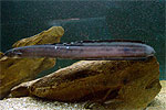 Conger Eel