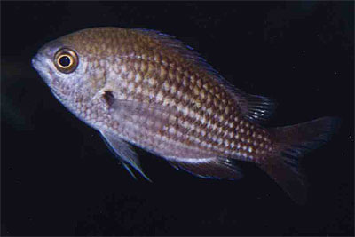 Monniksvis - Chromis chromis