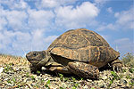 Elle - a spur-thighed tortoise