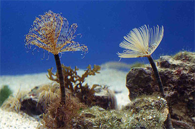 Feather duster worms - Sabella spallanzani