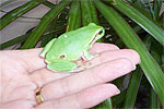 A Frog in the Hand...?