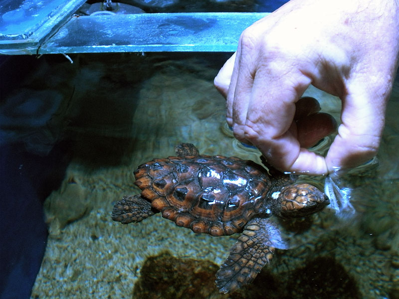 Loggerhead turtle - Caretta caretta