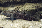 Mediterranean Black Goby