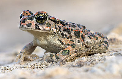 Green toad - Pseudepidalea/Bufo viridis