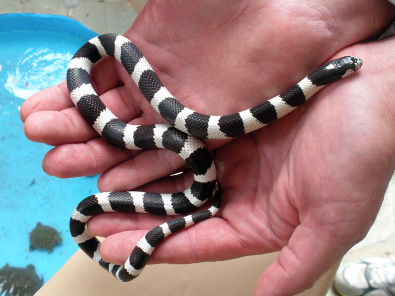 Californian Kingsnake - Lampropeltis getulus californiae - Humbug