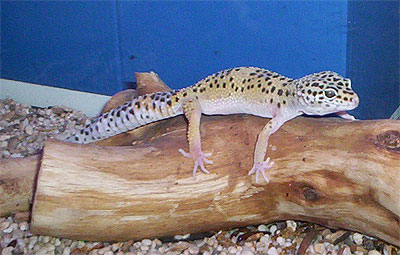 Luipaard gecko - Eublepharis macularis