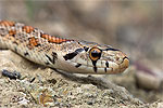 The Leopard Snake