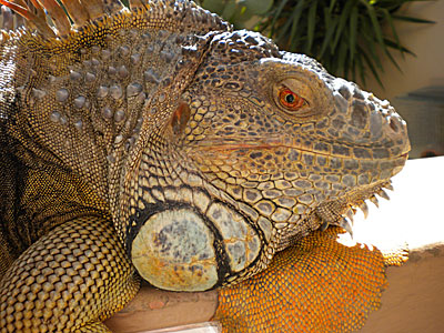 Little Squirt the "Boss" iguana