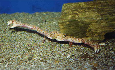 Longarmed crab - Lambrus angulifrons