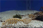 Mantis Shrimp