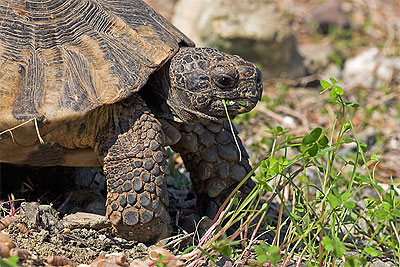 Breitrandschildkr�te - Testudo marginata