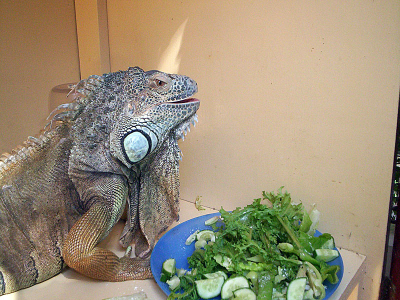 Green iguana - Iguana iguana - Mookie