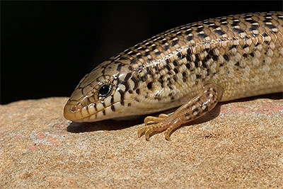 Ocellated skink - Chalcides ocellatus