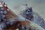 Close up of an Octopus