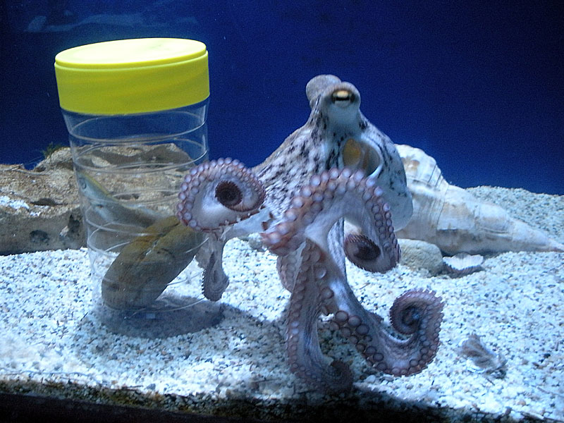Olivia the octopus inspects her lunch!