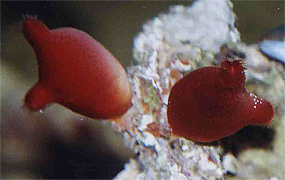 Rote Seescheide - Halocynthia papillosa
