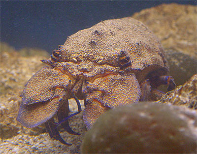 Shovelnose lobster - Scyllarides latus