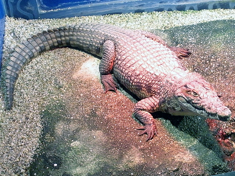 Nijl krokodil - Crocodylus niloticus