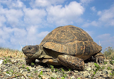 Maurische Landschildkr�te - Testudo graeca