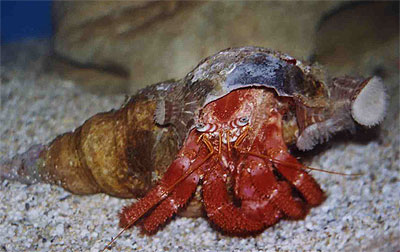 Striated hermit crab with sea anemones