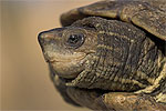 A Balkan Terrapin
