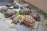 Tortoise Breakfast-time