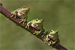 Tree Frogs