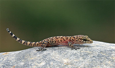 Turkish gecko - Hemidactylus turcicus