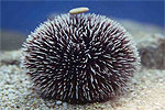 Sea Urchin