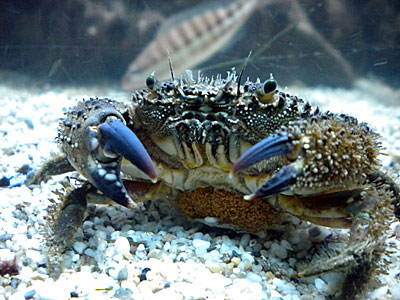 Warty Crab