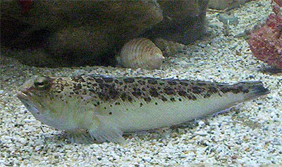 Weever fish - Trachinus draco
